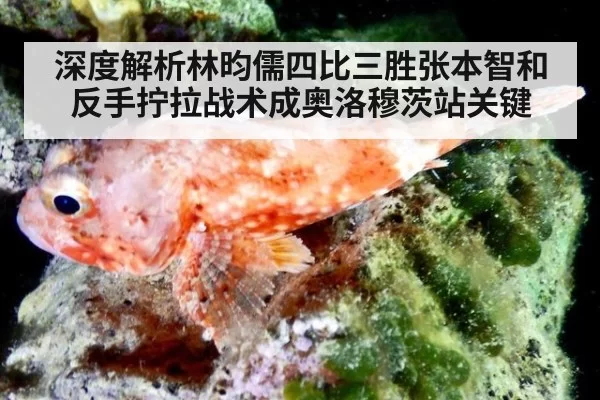 深度解析林昀儒四比三胜张本智和 反手拧拉战术成奥洛穆茨站关键